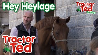 Hey Heylage 🐴  New Tractor Ted Trailer  Tractor Ted Official Channel [upl. by Map]