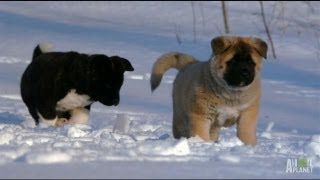 Akita Puppies Play in the Snow  Too Cute [upl. by Eimmaj]