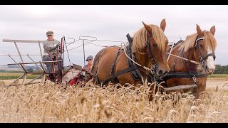 Gitte og Den Jyske Hest [upl. by Hanauq]