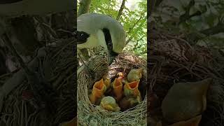 long tailed shrike bird babies P 1 shorts ytshorts [upl. by Azyl]