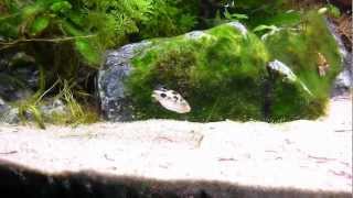 Aquarium Puffer Freshwater sole  Achirus Achirus crystal red shrimp Rasbora Galaxy [upl. by Eno436]