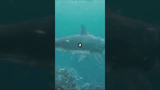 Secrets of the Megalodon Shark…shorts [upl. by Assiar]