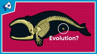 What is the Evidence for Evolution [upl. by Allissa959]