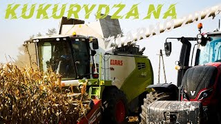 🇵🇱 ŻÓŁTE ŻNIWA 2024🌽 KUKURYDZA NA ZIARNO Z CLAASĄ🌽 URSALINEX🌽 [upl. by Smaoht]