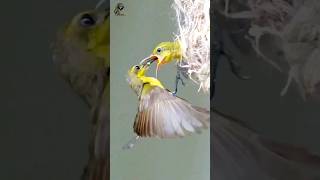 Garden sunbird feeding her babies shorts youtubeshorts [upl. by Eigger]