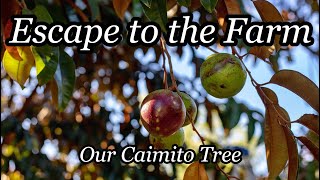 Escape to the Farm  Our Caimito Star Apple Tree [upl. by Conant713]