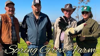 Sweater Yellow leg hatch Grey  SPRING GROVE FARM  California [upl. by Ardnekat446]