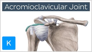 Acromioclavicular Joint  Location amp Function  Human Anatomy  Kenhub [upl. by Miche]