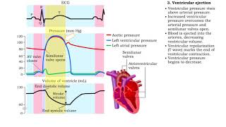 Isovolumetric VC Ventricular ejection Isovolumetric amp Passive ventricular filling [upl. by Renita]