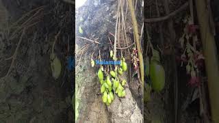 kalamias fruit trending shorts satisfying youtubeshorts [upl. by Odraude777]