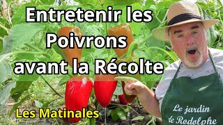 Entretenir les Poivrons avant la Récolte [upl. by Bullion]