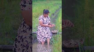 පිදුරු බිම්මල් 🍄 Delicious Paddy Straw Mushroom Curry Recipe  Easy and Flavorful shorts [upl. by Amalle]