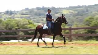 LOTE 03 ONASSIS DA FIGUEIRA [upl. by Cornelle]