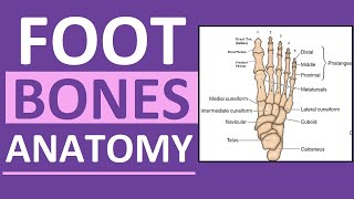 Foot Bones Anatomy Mnemonic Tarsals Metatarsals Phalanges [upl. by Ludly97]