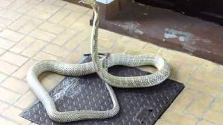 King Cobra  Great Specimen  Ophiophagus hannah in Thailand [upl. by Acire]