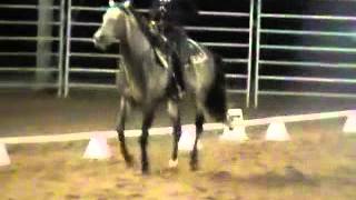 Western Dressage  no bridle at 2012 Aust Nat Morgan Show [upl. by Kim]