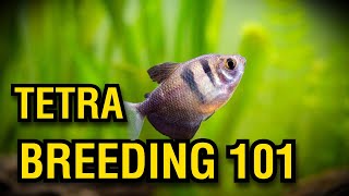 Tetra Breeding Made Easy Tips and Tricks for Successful Breeding [upl. by Hodges118]