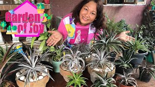 Dyckia Care Tips and Propagation [upl. by Karon668]