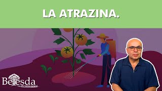 Presta atención a amenazas silenciosas que pueden afectar nuestra salud como la atrazina [upl. by Geis]