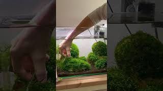 Massive trimming session on my moss aquarium aquarium aquaquarium fishtank fish moss [upl. by Ahsyekal282]