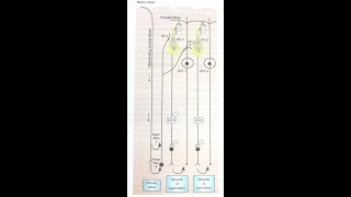 ReverberatingEchoing circuit  Diadochokinesis [upl. by Archer]