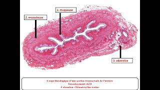 Td histologie  appareil urinaire  Dr messala [upl. by Eednas]