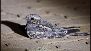 Fierynecked Nightjar  Afrikaanse Naguil [upl. by Aihsia]