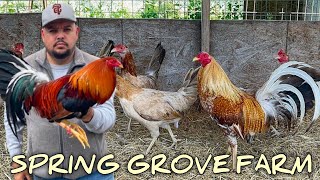 Best Quality Material Breeding  SPRING GROVE FARM California  Big Farm [upl. by Allsun]