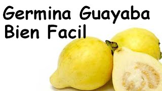 GERMINAR SEMILLAS DE GUAYABA BIEN FACIL Psidium guajava [upl. by Htessil628]