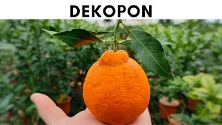 DEKOPON  AGRUMI LENZI [upl. by Elleinad]