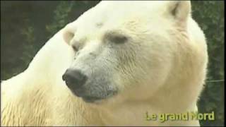 Le grand nord ours polaires et loups au Zoo dAmnéville [upl. by Ayaj]