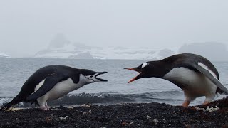 Chinstrap amp Gentoo Penguins in Antarctica [upl. by Leandra]