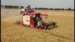 Excellent Performance in Wheat harvesting — Lovol track combine harvester [upl. by Maighdlin920]