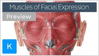 Muscles of facial expression preview  Human Anatomy  Kenhub [upl. by Babbie762]