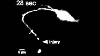 Kinesin1–powered microtubule sliding initiates axonal regeneration in Drosophila cultured neurons [upl. by Ravens102]