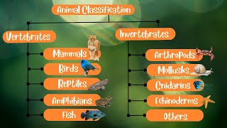 Animal Classification Vertebrates and Invertebrates [upl. by Gilligan]