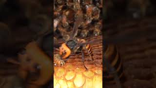 Western Honeybees Brave Defense Giant Hornet Retreats Under Pressure [upl. by Stephine]