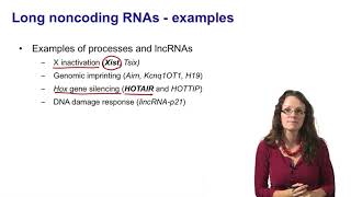 7 Noncoding RNAs long noncoding RNAs introduction [upl. by Nikolas238]