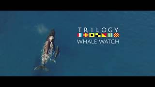 An Epic Maui Whale Watch with Trilogy Excursions [upl. by Perlie]