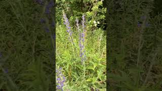 Vipers bugloss plants [upl. by Andy]