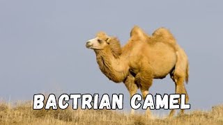 Discover the incredible resilience of The Majestic Bactrian Camel animals camel desert [upl. by Tichon]