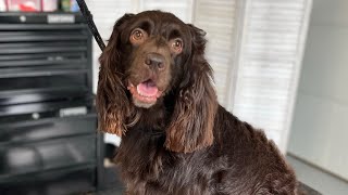 Boykin Spaniel  Dog Grooming [upl. by Sholeen]