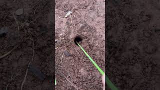 Bullet ants🐜 try to attack 🦗cricket for food shorts [upl. by Whitman]