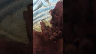 Boykin Spaniel Puppies Sale in Aynor SC [upl. by Cyrilla444]