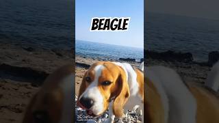 beagle petcare beagle shortvideo shorts short [upl. by Idnew]