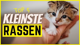 Top 5 kleinste Katzenrassen Achtung niedlich [upl. by Dix323]