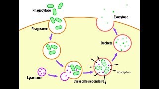 معلومة مهمة Les lysosomes fonction hétérophagie [upl. by Cornelius821]