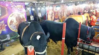 Boss Cattle Farm Ka Boss 😳 In Dalfa Cattle Show 2024 video [upl. by Uhn946]