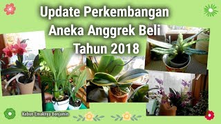 Update Perkembangan Aneka Anggrek Beli Tahun 2018 [upl. by Drofdeb807]