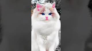 👉Nice cat its beautiful cat 😻 cute catti and subscribe 👍💗 [upl. by Ardnaz276]